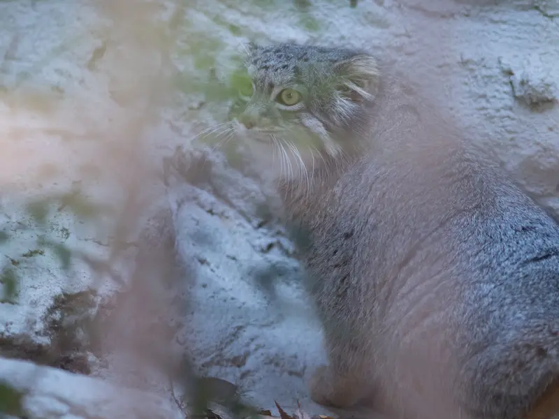 A photograph of Figa in Nogeyama Zoo