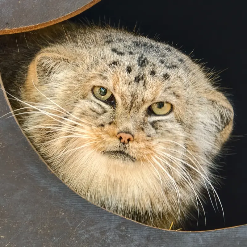 Alani the Pallas's cat from Košice Zoo