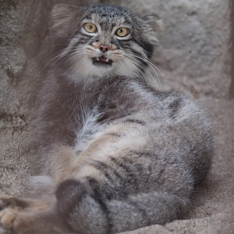 A photograph of Figa in Nogeyama Zoo