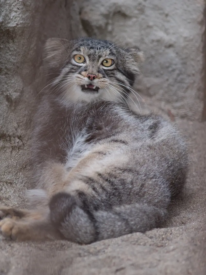 A photograph of Figa in Nogeyama Zoo