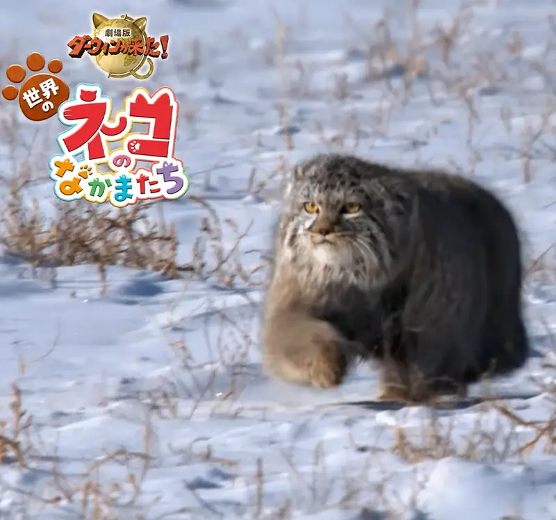 Wild Manuls (and other wild cats) on Screen!