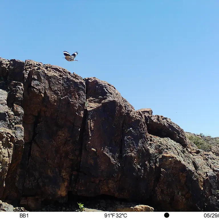 A photograph of Eurasian hoopoe from Aktas-Kunkora [new] camera trap