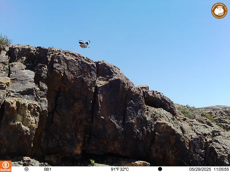 A photograph of Eurasian hoopoe from Aktas-Kunkora [new] camera trap