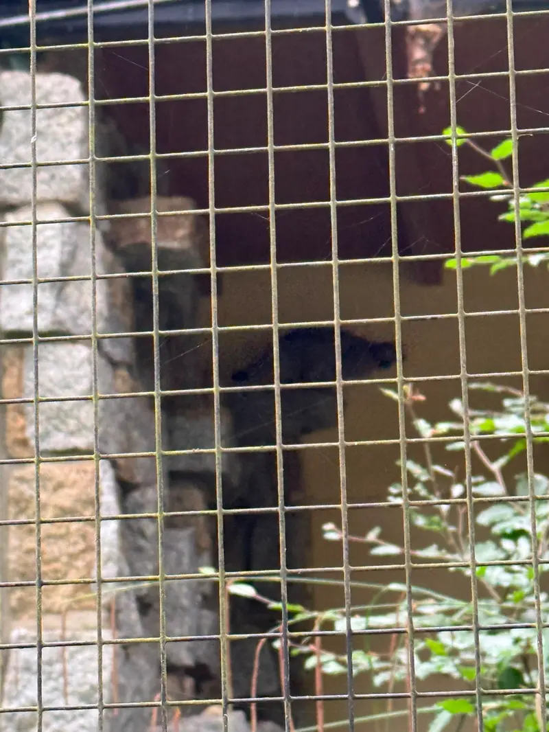 A photograph of Tuya in Chemnitz Zoo