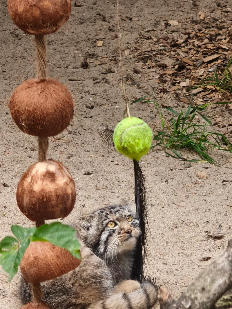 A photograph of a Pallas's cat in Novosibirsk Zoo
