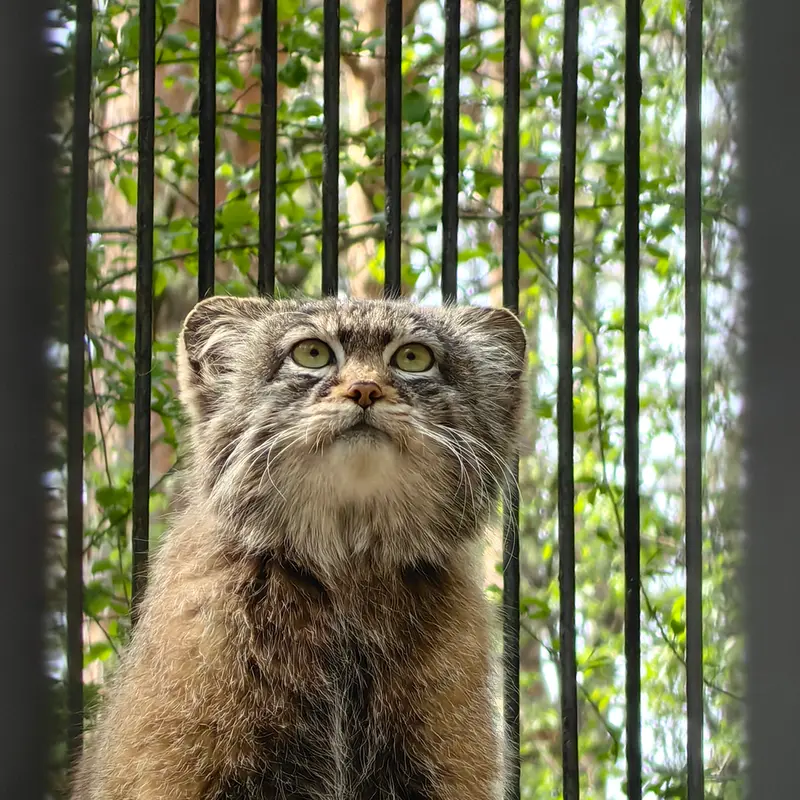 A photograph of a Pallas&#039;s cat in Novosibirsk Zoo