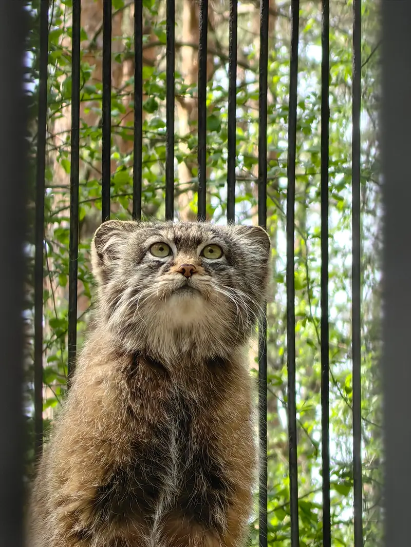 A photograph of a Pallas&#039;s cat in Novosibirsk Zoo