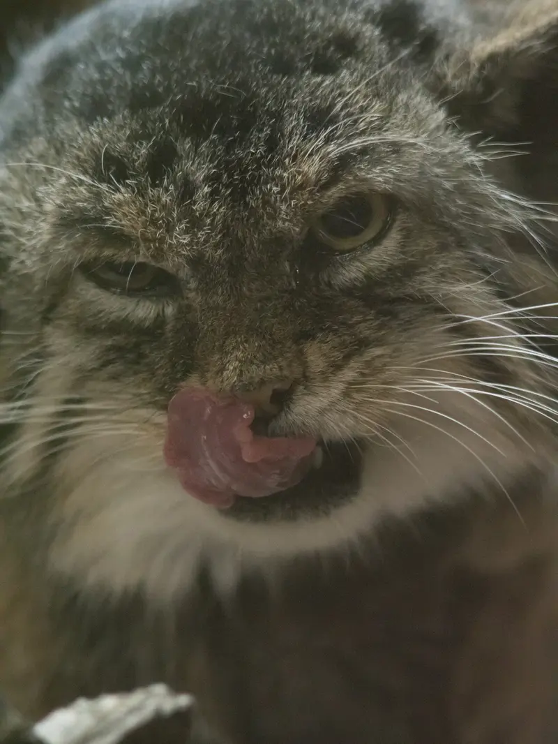 A photograph of Primula in Ueno Zoological Gardens
