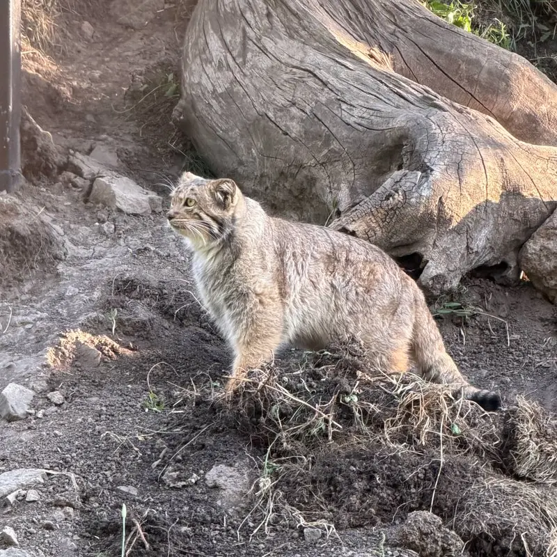 A photograph of Manó in Yerevan Zoo