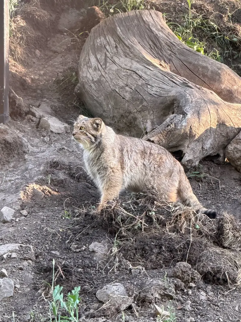 A photograph of Manó in Yerevan Zoo