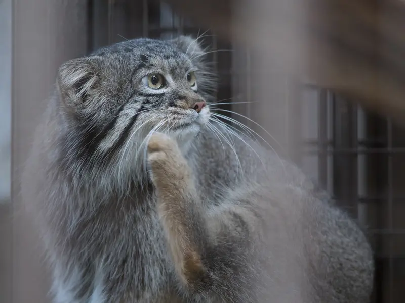 A photograph of Figa in Nogeyama Zoo
