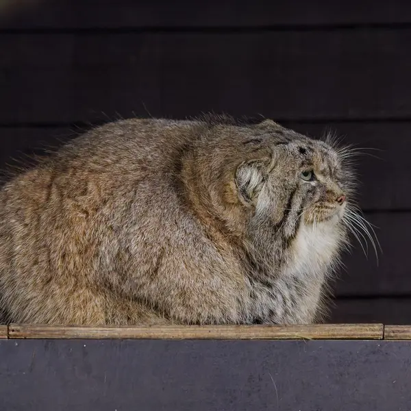 A photograph of Muztau in Brno Zoo