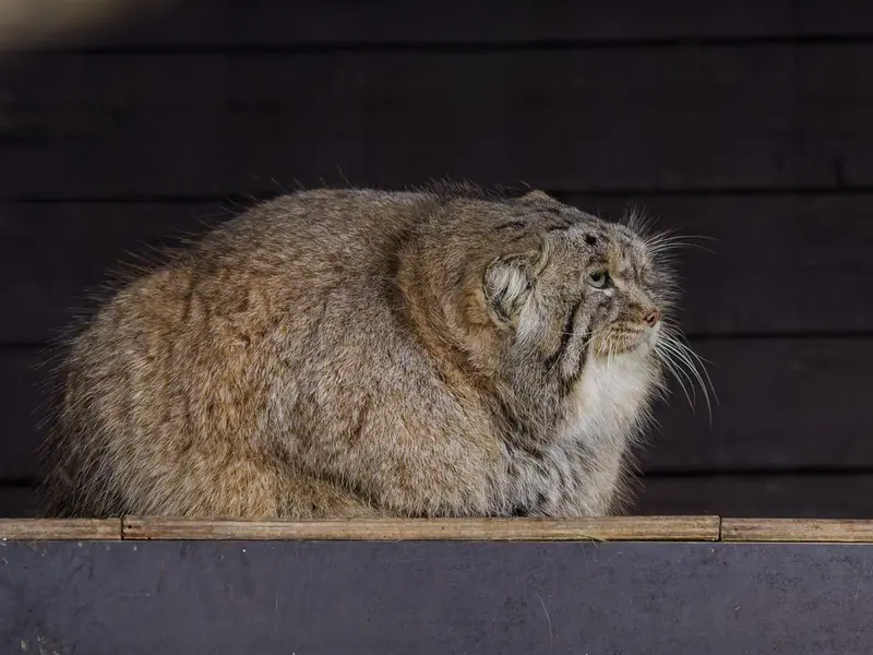 A photograph of Muztau in Brno Zoo