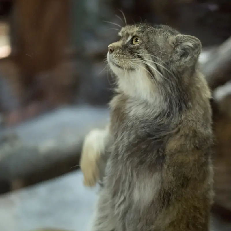 A photograph of Primula in Ueno Zoological Gardens