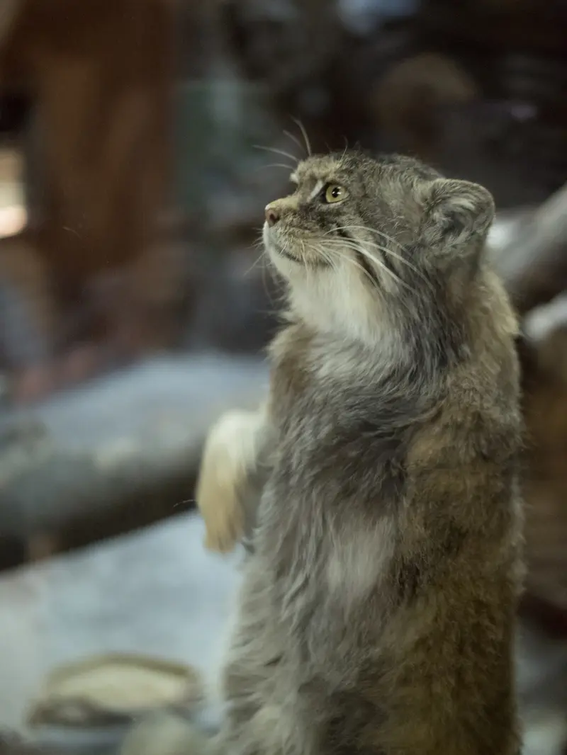 A photograph of Primula in Ueno Zoological Gardens