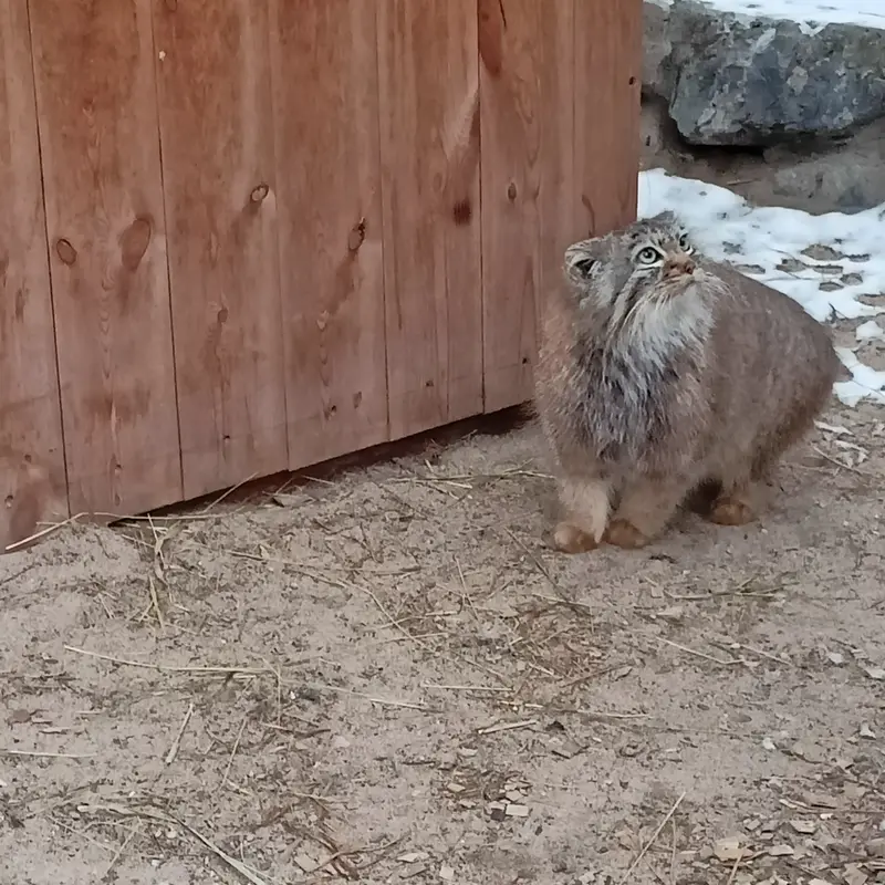 A photograph of Gabi in Novosibirsk Zoo