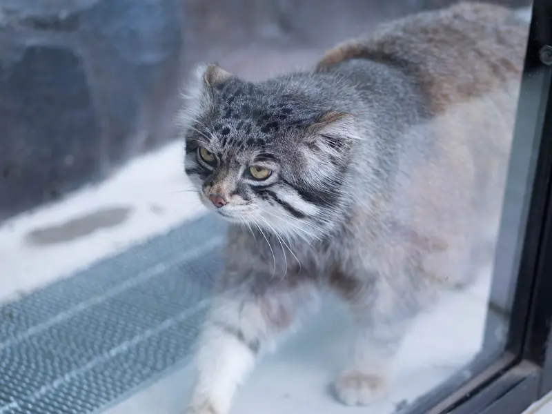 A photograph of Grusha in Asahiyama Zoo