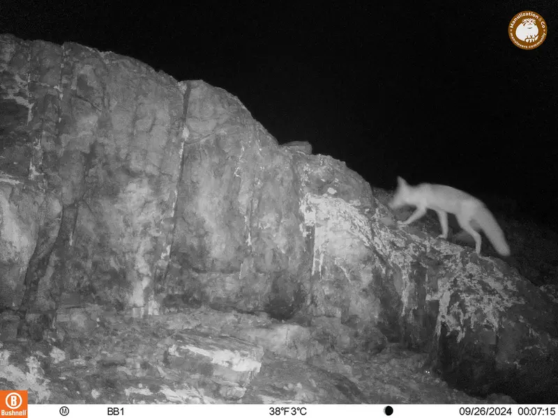 A photograph of Red fox from Aktas-Kunkora camera trap