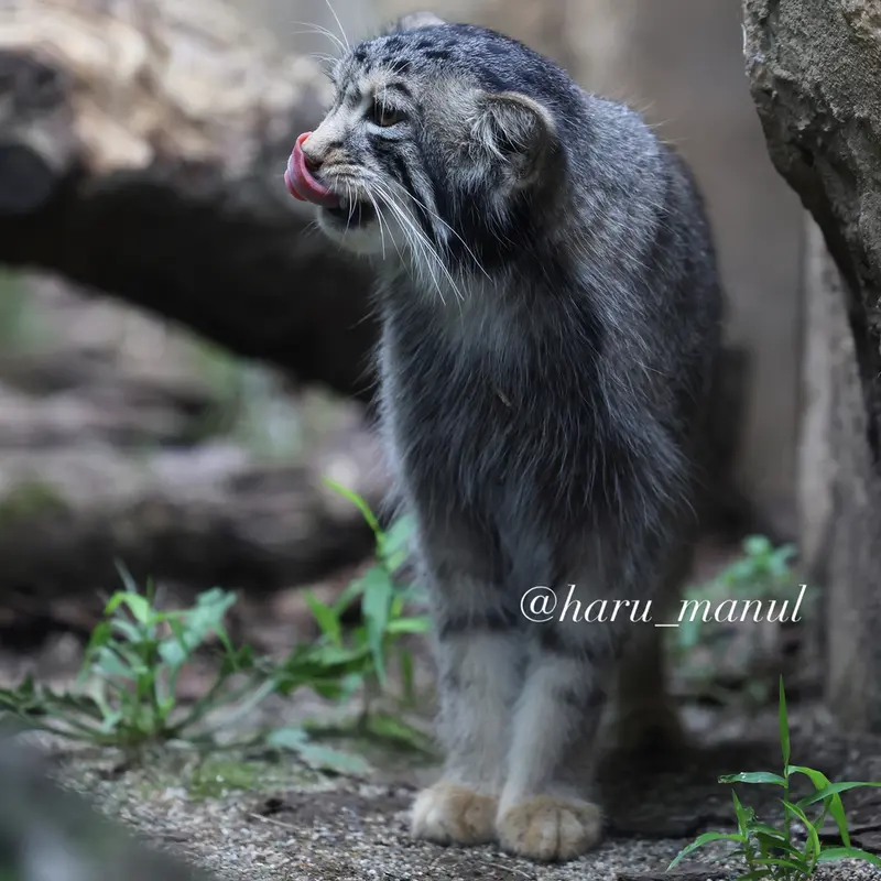 A photograph of Nagomu in Nasu Animal Kingdom