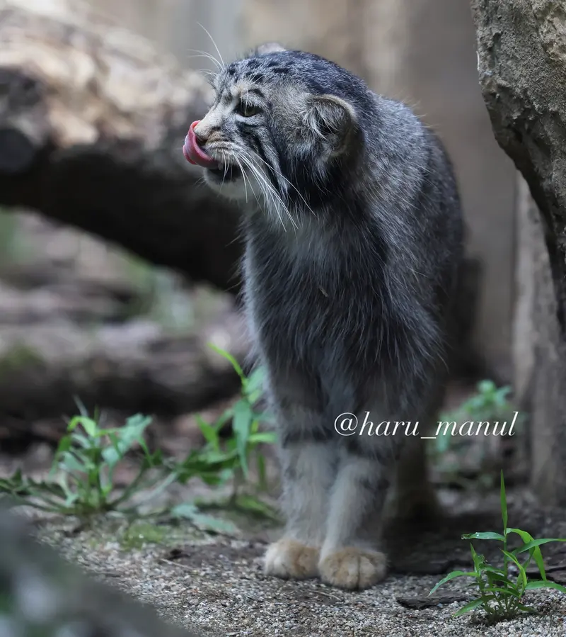 A photograph of Nagomu in Nasu Animal Kingdom