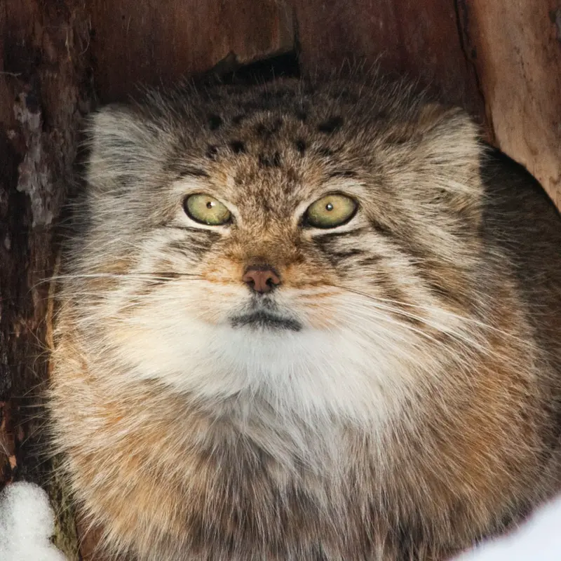 Solitaire the Pallas's cat from Schönbrunn Zoo