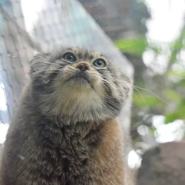 A photograph of Lev in Kobe Animal Kingdom