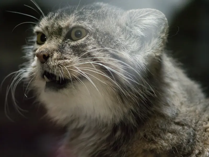 A photograph of Primula in Ueno Zoological Gardens