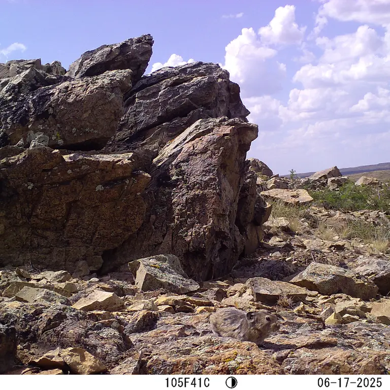 A photograph of Kazakh pika from Karashoky [new] camera trap