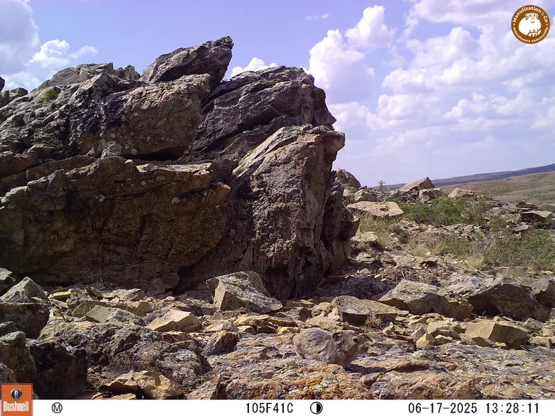A photograph of Kazakh pika from Karashoky [new] camera trap