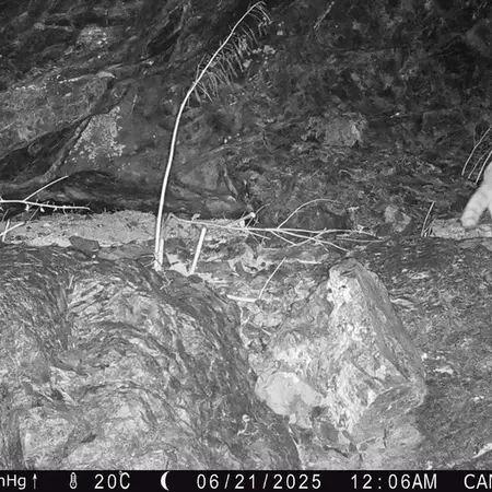 A photograph of Otocolobus manul manul from Zhundy 1 camera trap