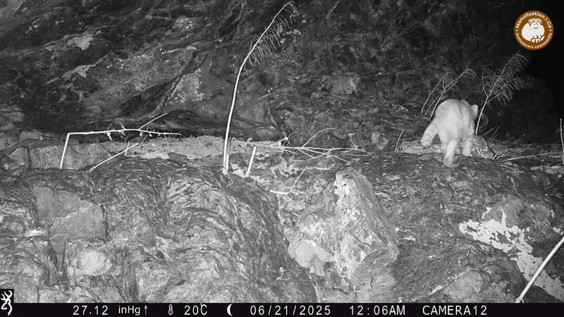 A photograph of Otocolobus manul manul from Zhundy 1 camera trap