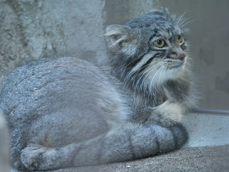 A photograph of Figa in Nogeyama Zoo