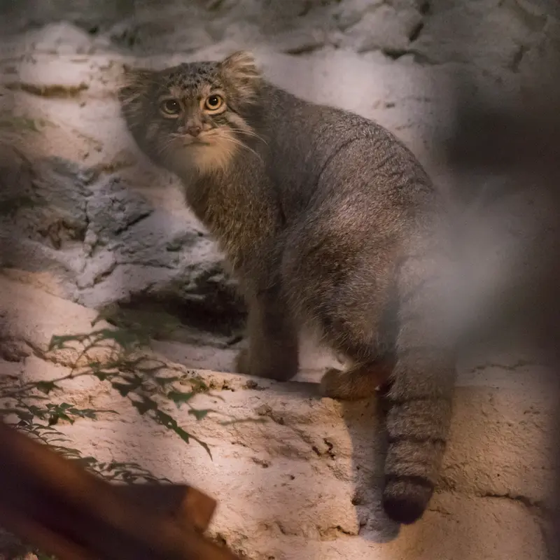 A photograph of Figa in Nogeyama Zoo