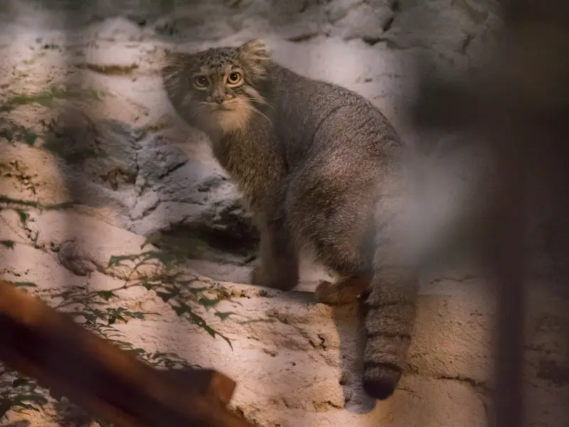A photograph of Figa in Nogeyama Zoo