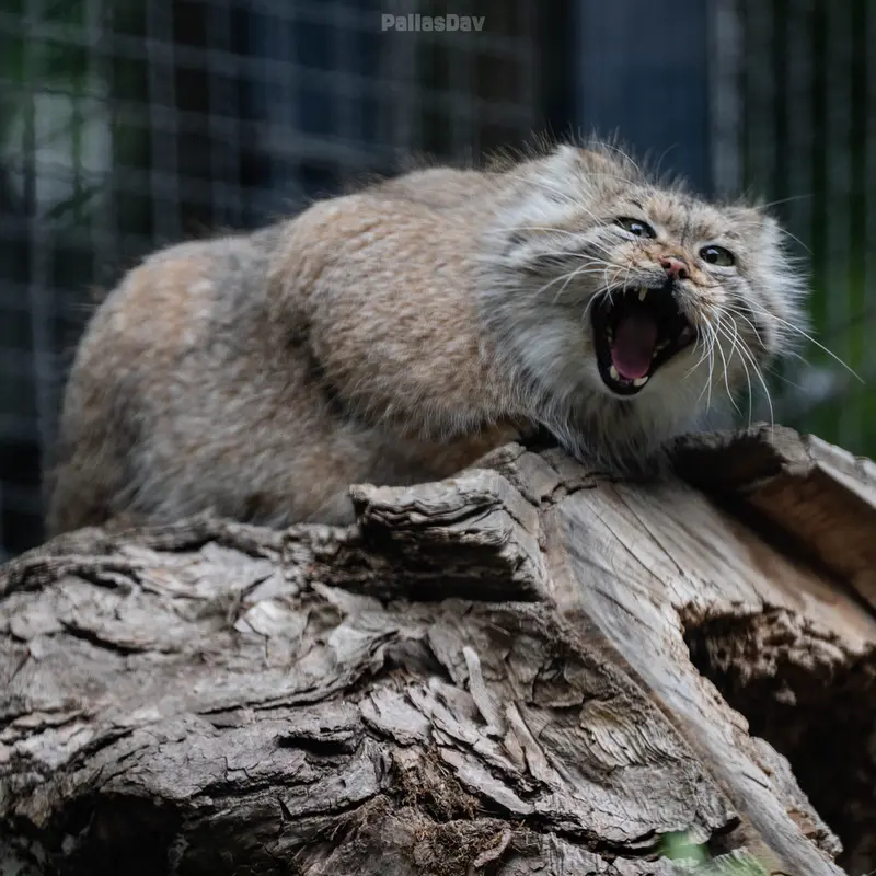 A photograph of Melissa in Lithuanian Zoo