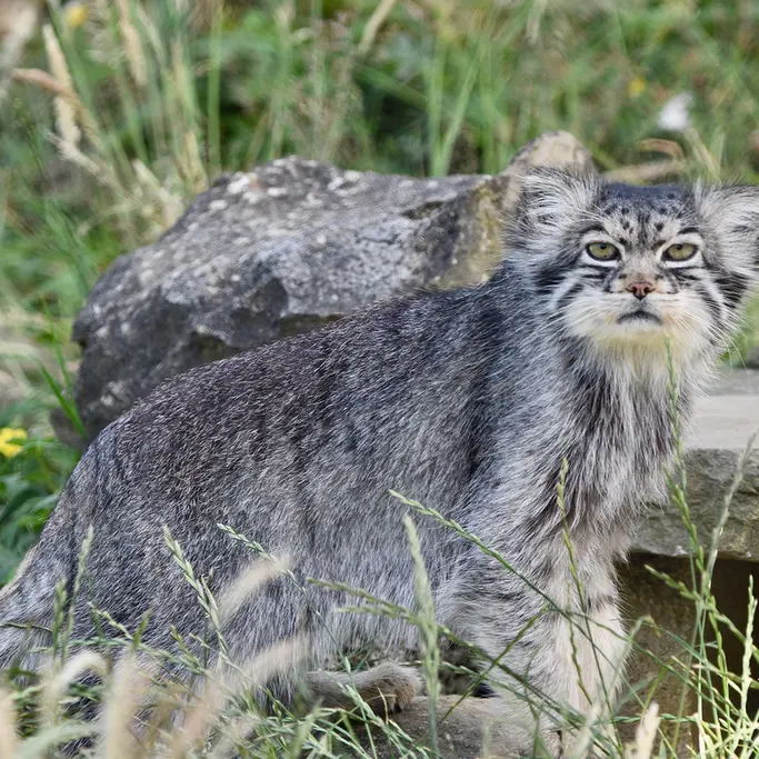 A photograph of Atlan in Port Lympne Wild Animal Park