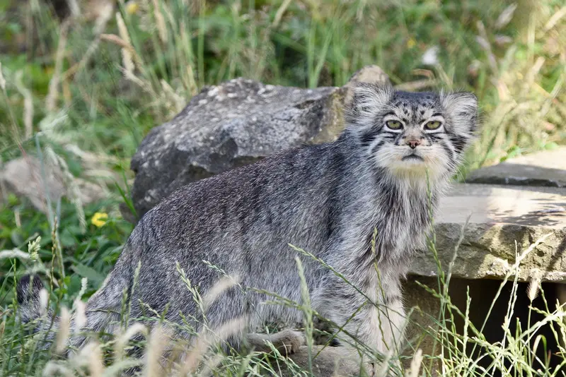 A photograph of Atlan in Port Lympne Wild Animal Park