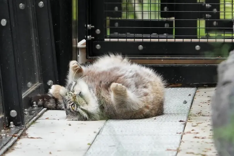 A photograph of Grusha in Asahiyama Zoo