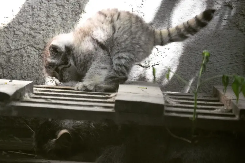 A photograph of a Pallas's cat in Budapest Zoo & Botanical Garden