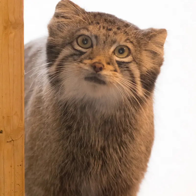 A photograph of Oto in Saitama Children's Zoo
