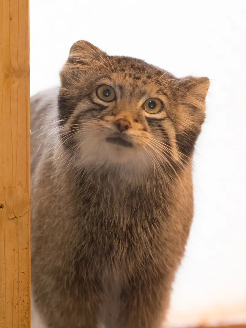A photograph of Oto in Saitama Children's Zoo
