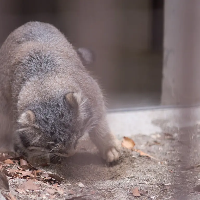 A photograph of Figa in Nogeyama Zoo