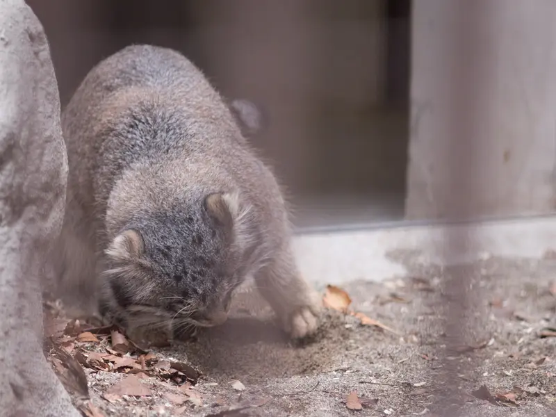 A photograph of Figa in Nogeyama Zoo