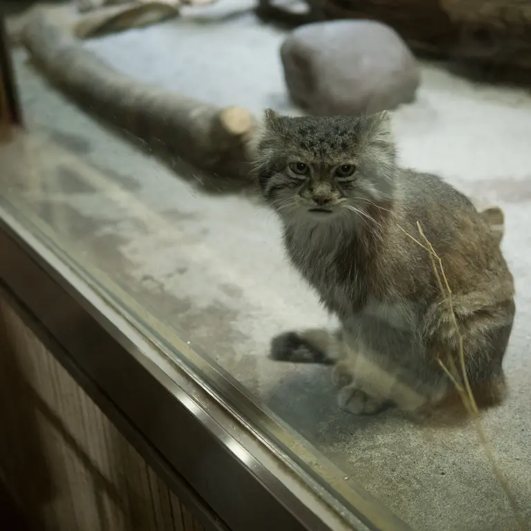 A photograph of Klyon in Ueno Zoological Gardens