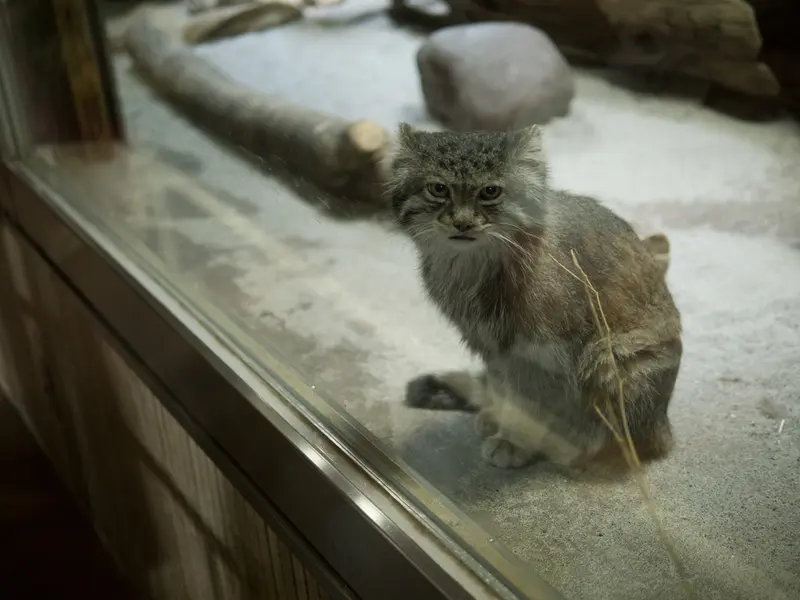 A photograph of Klyon in Ueno Zoological Gardens