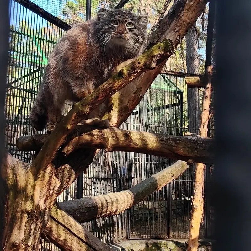 A photograph of a Pallas's cat in Novosibirsk Zoo