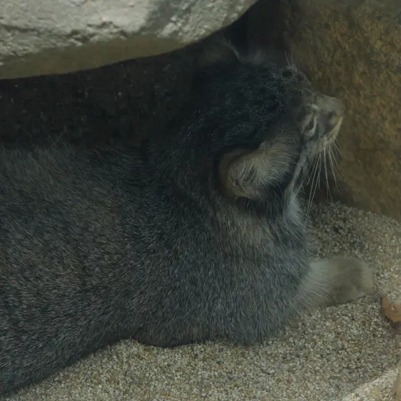 A photograph of a Pallas's cat in Kobe Animal Kingdom