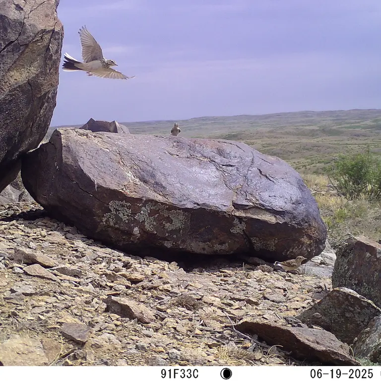 A photograph of a Pallas's cat from Koshkar [new] camera trap