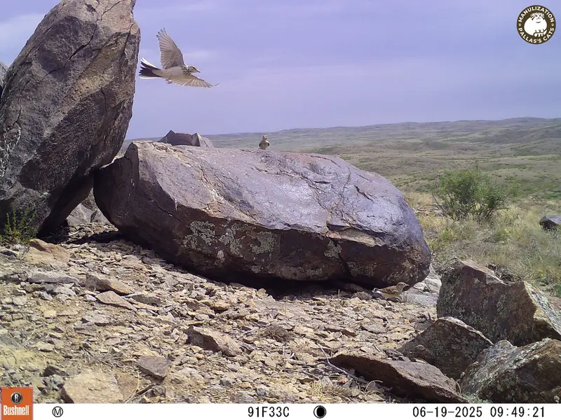 A photograph of a Pallas's cat from Koshkar [new] camera trap