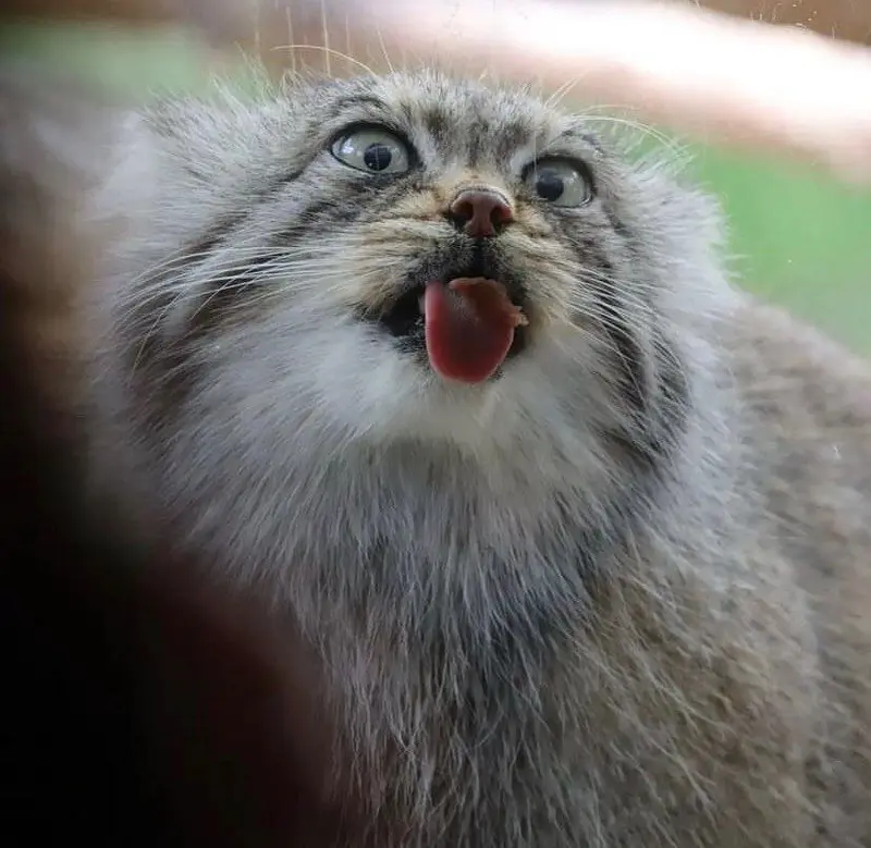 A photograph of a Pallas's cat